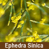 Ephedra Sinica
